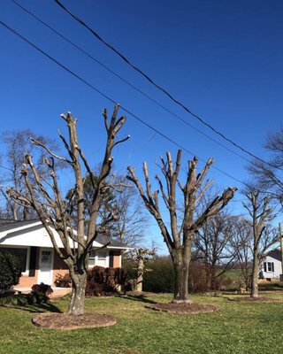 Topped out maples and Bradford pear trees