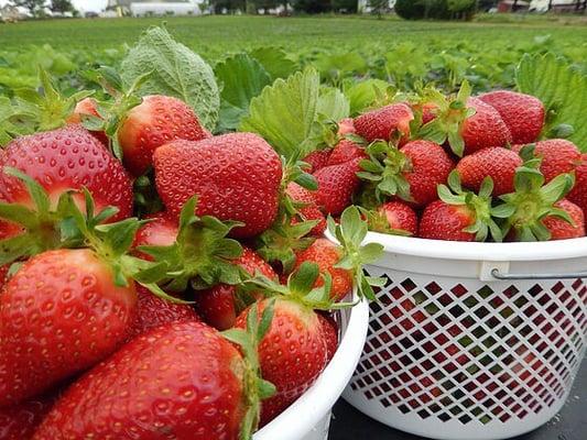 Sweetest strawberries ever!!