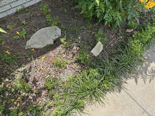 Dirty side and front yards next to public sidewalk.Would you trust a Med establishment with dirty unkept yards with your care?