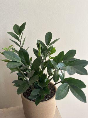 My new ZZ plant!