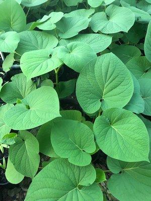 Rootbeer /Hoja Santa Plant