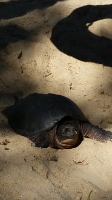 A turtle that climbed up to the park from the lake