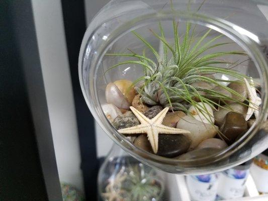 Air Plants