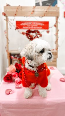 Pawlentine's day Pawty