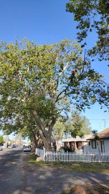 A Tree & Palm Tree Service