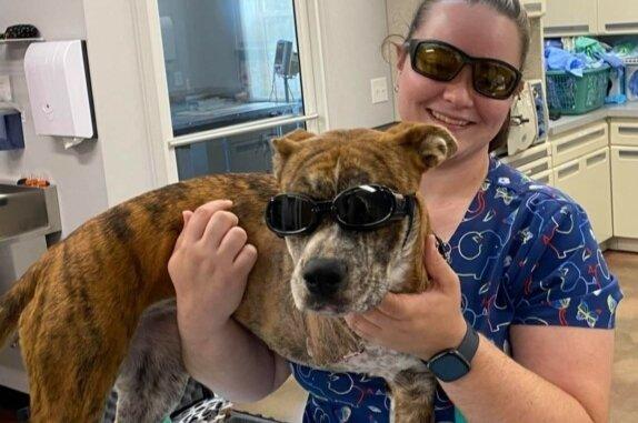 Freya wearing "doggles" before getting some laser therapy. Her leg was amputated at Shadow Ridge Veterinary Hospital after it was crushed.