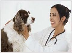 Veterinarian In Birmingham