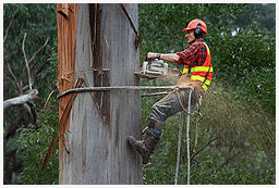 The Syracuse Tree Service