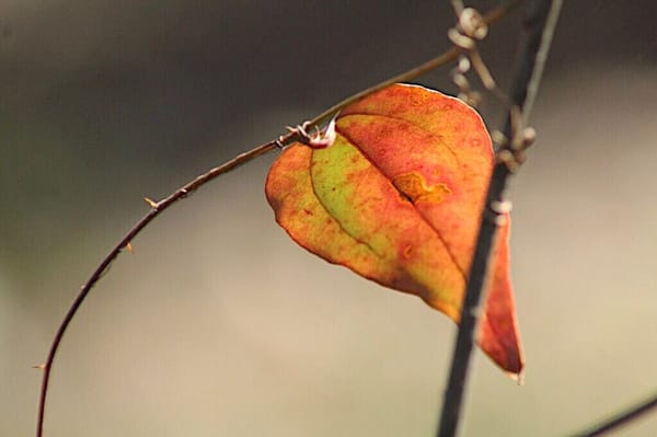 "She turned to the sunlight/And shook her yellow head/And whispered to her neighbor: 'Winter is dead.'" --A.A. Milne