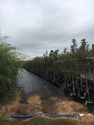 Tree Authority nursery