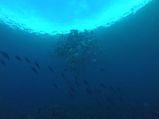 Dive trip to Raja Ampat, Indonesia