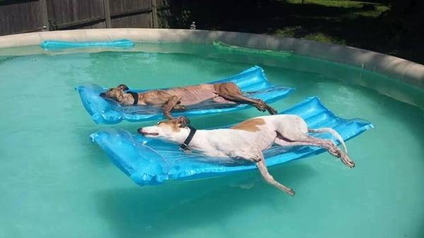 Dog Days of Summer Pool Service