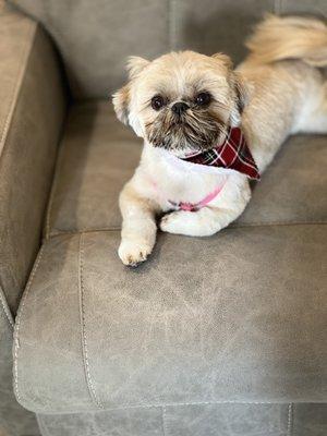 1st hair cut at Dog Wash Spa