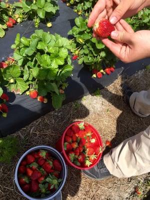 Strawberry lesson