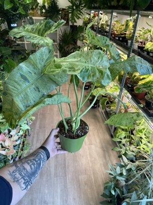 HUGE Philodendron Pariso Verde