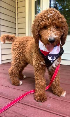 Golden doodle Tucker