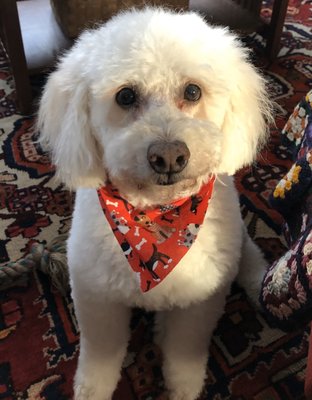 Sangay our Poodle mix with his bandana