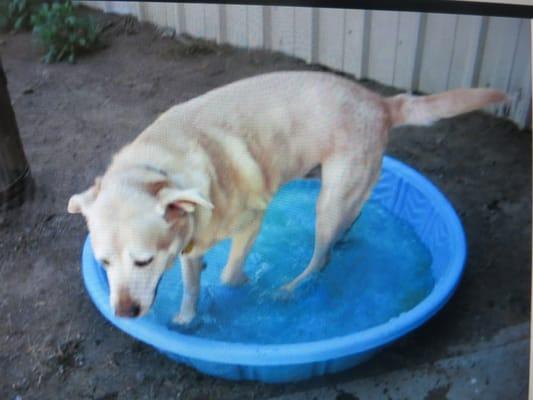 Take a refreshing dip in the pool