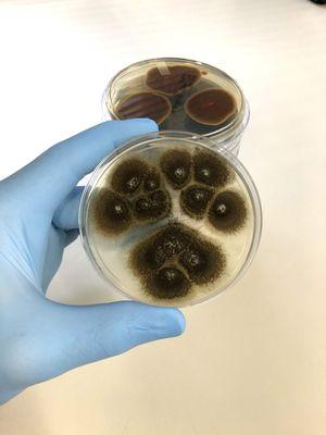 Lab plates showing mold colonies.