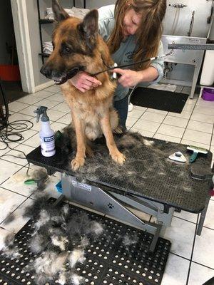 Doggie Styles Salon & Spa