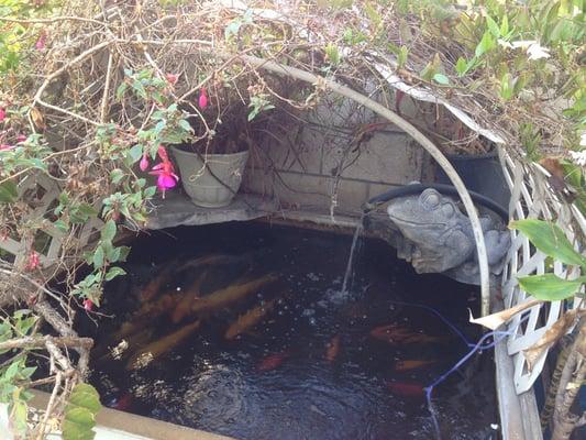 Serene koi pond by office door