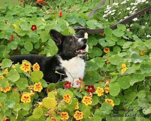 Corgyn the Corgi says "Hi!".