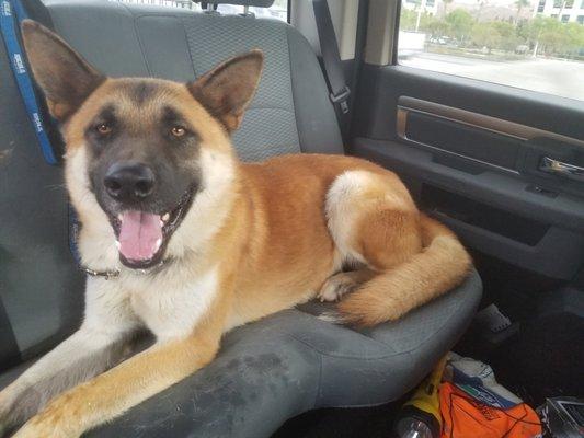 Milo, Akita/GSDX adopted from Passion for Paws Nov. 2020. Perfect dog!!