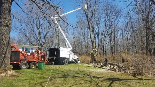 Tree Removal in Mount Olive using the bucket.