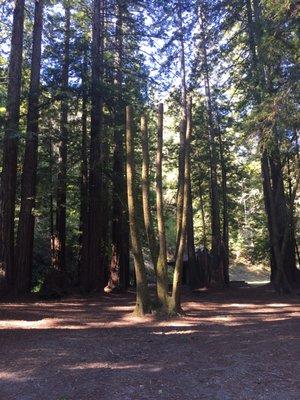 Soaking in the Redwoods