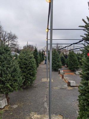 Christmas trees for sale