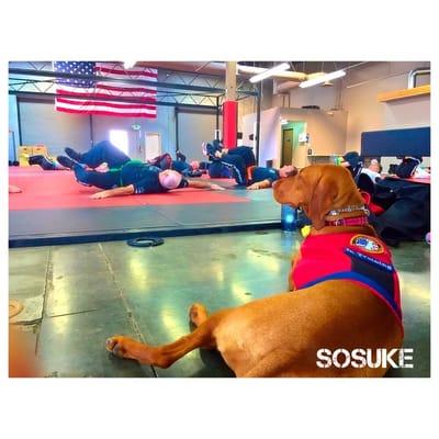 SoSuke exuding curiosity with calmness and grace during a visit to her mum's Krav Maga class. Distractions? Intensity level.