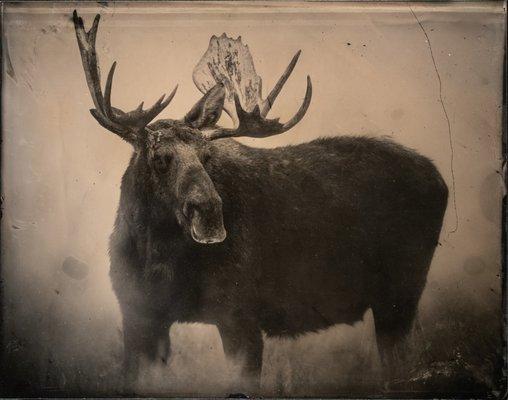 "Bull Moose" 11 x 14 inch ambrotype, variation 2 of 7, by Jake Davis