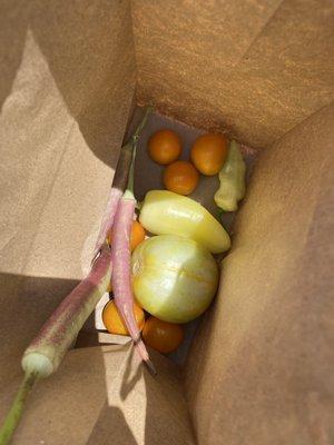 Fresh produce they let me take! Golden tomatoes, banana peppers, lemon cucumber, and okra!