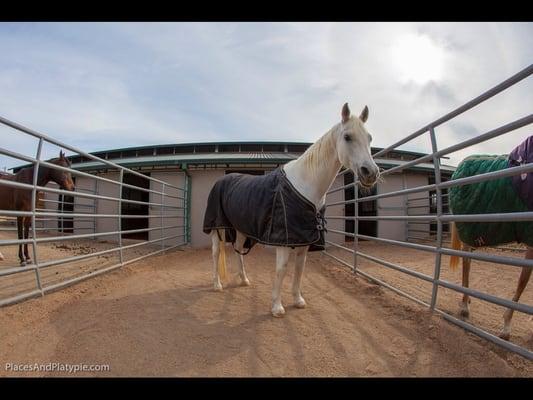 Extra large stalls and pen combinations