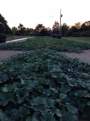 Lots of different melons growing