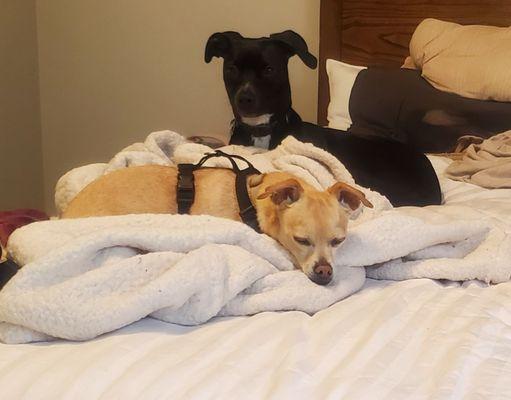 Rerun & Goose waiting patiently for their dinner after a long trip.