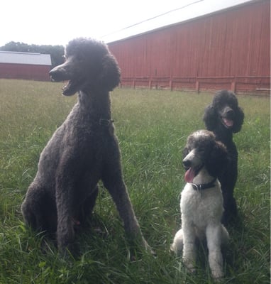 Jazz, Raven & Dancer are looking beautiful after a visit to Doggone Beautiful Dog Grooming.