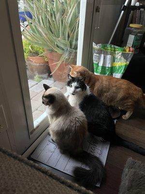 This black and white cat is my senior Oz. The other two are my kittens Bailey and Zuzu.