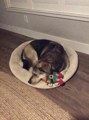 Finn with his new Holiday toy from Bonny Doone Kennel