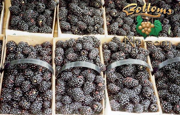 Arapaho Blackberries