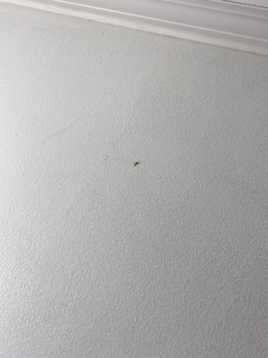 Dead bug on the wall