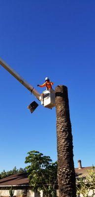 This palm got the weevil bug that has been decimating our city. Date palm removals can be tough but we're here to help you get the job done.