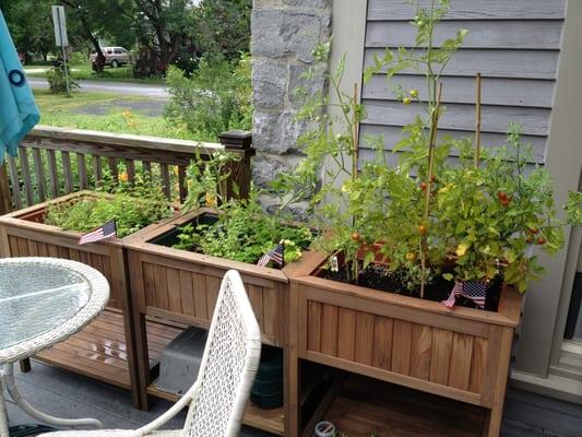 Herb garden out back.