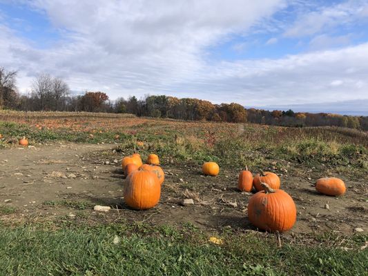 Pumpkin patch