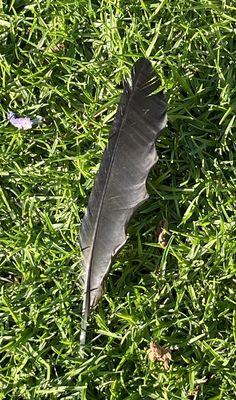 I found a feather .  Where did the bird go?