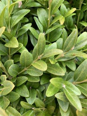 Boxwood with mite damage