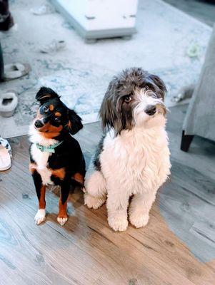 Topdog groomers in Shelton is fantastic. My two fur babies love the puppy parlor.