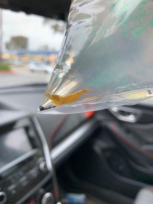 Yellow fire neocaridina shrimp