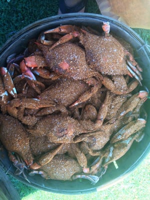 Fresh Maryland crabs!