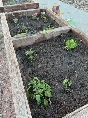 Community Gardens